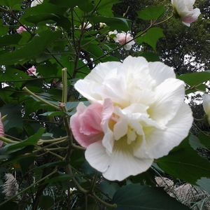 Meet your Posher, Sonya